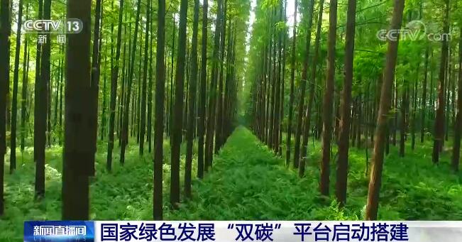 三叶草的寓意_三者三叶_三叶虫