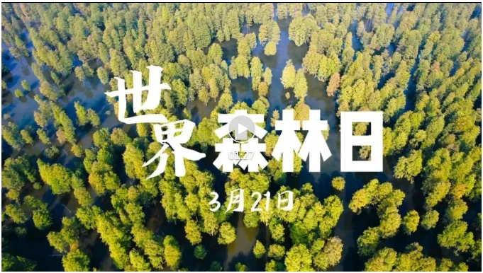 三叶虫_三者三叶_三叶草的寓意