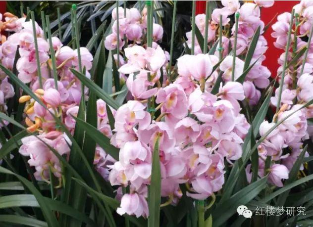 香菱结局_香菱_香菱学诗
