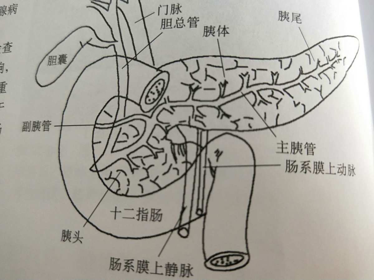 我要吃掉你的胰脏_吃胰脏有什么不好_吃掉胰脏结局