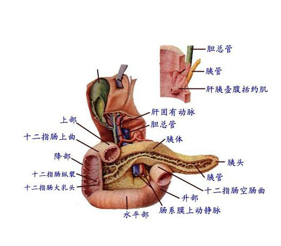 我要吃掉你的胰脏_吃掉胰脏结局_吃胰脏有什么不好