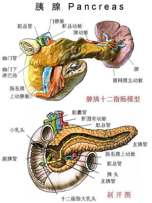 吃胰脏有什么不好_我要吃掉你的胰脏_吃掉胰脏结局