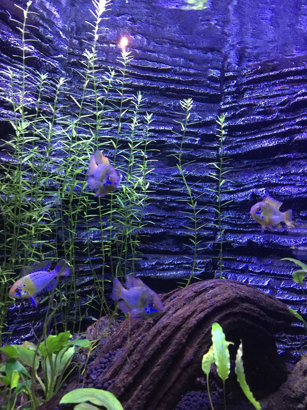 手机养鱼游戏下载免费版-打造独一无二的水族馆帝国