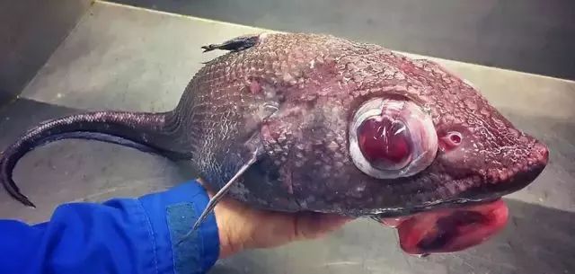 虾蛄品种图片_虾蛄是什么_虾蛄