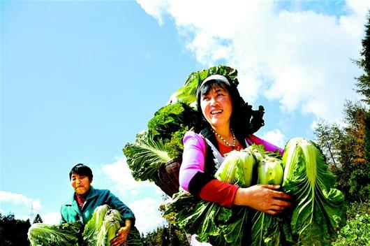 种菜的养成游戏_种菜养成手机游戏_养成种菜手机游戏大全