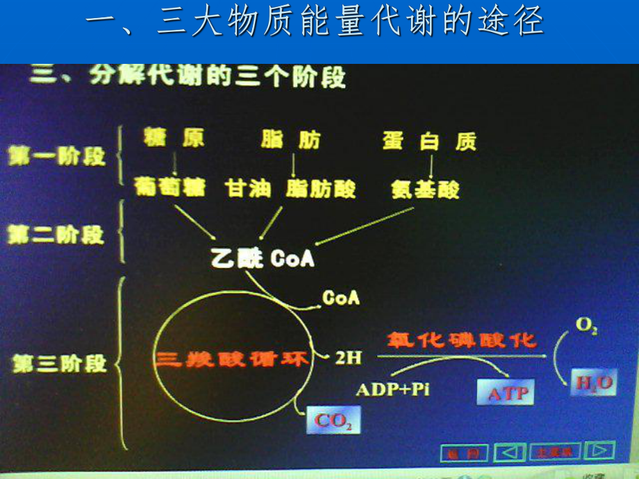 黄素腺嘌呤二核苷酸_黄素单核苷酸中含有腺嘌呤么_黄素腺嘌呤二核苷酸钠滴眼液