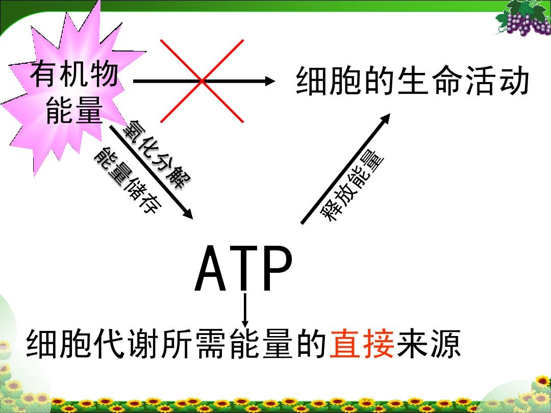 黄素单核苷酸中含有腺嘌呤么_黄素腺嘌呤二核苷酸_黄素腺嘌呤二核苷酸钠滴眼液