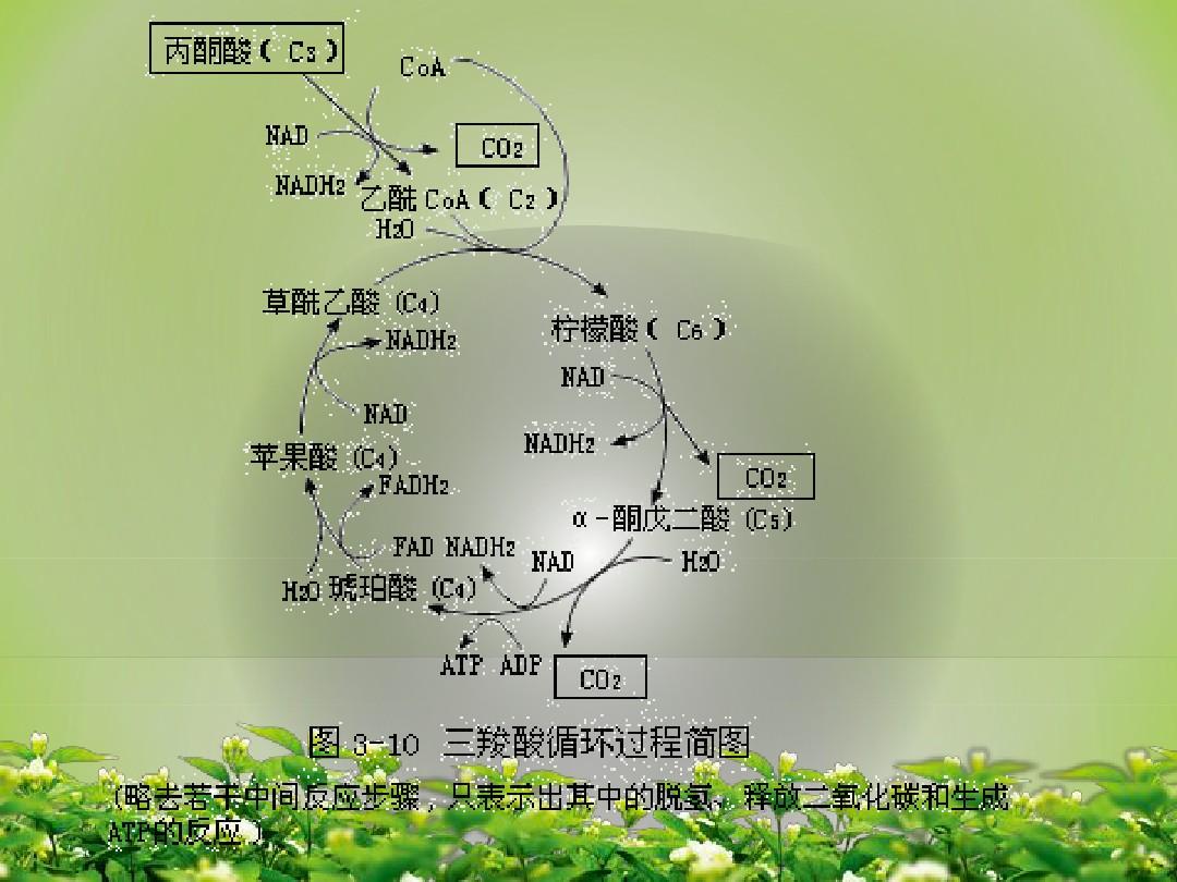 黄素单核苷酸中含有腺嘌呤么_黄素腺嘌呤二核苷酸钠滴眼液_黄素腺嘌呤二核苷酸