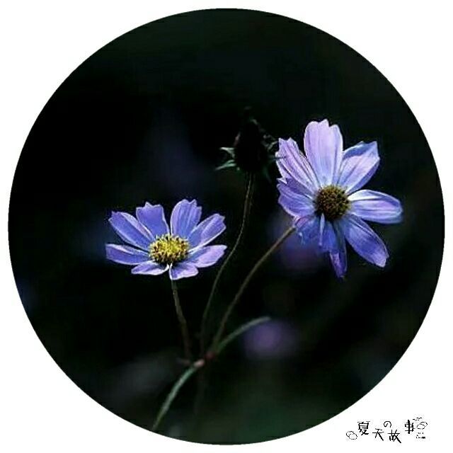 2014年9月9日-秋风起舞，夏天悄去秋已至