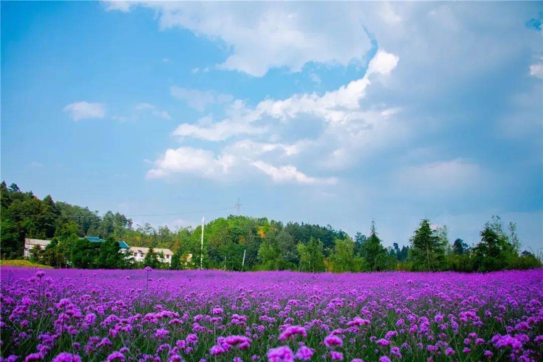 花神书_花神_花神是谁