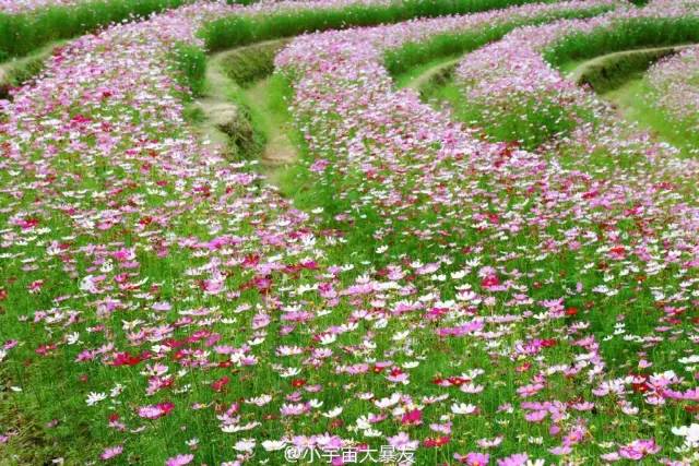 花神_花神是谁_花神书