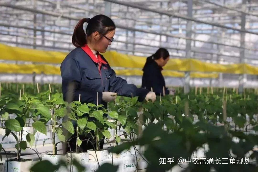 种田剧情选择手机游戏_种田剧情手机游戏选择什么_种田剧情手机游戏选择攻略