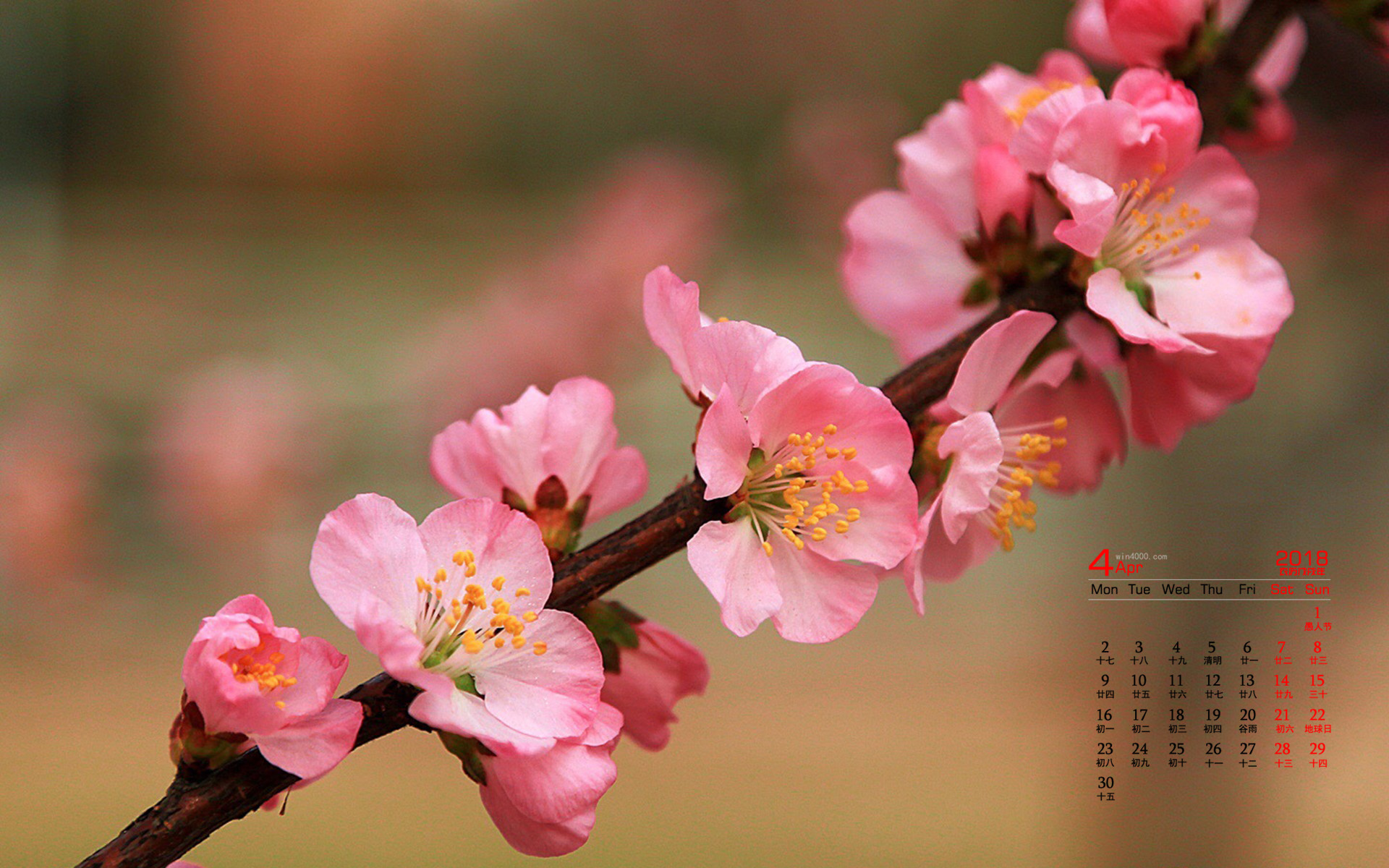 2020年3月桌面日历壁纸-2020年3月，办公室新风景：桌