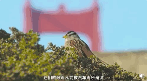 豆瓣噪声_白噪音豆瓣_白噪音书评