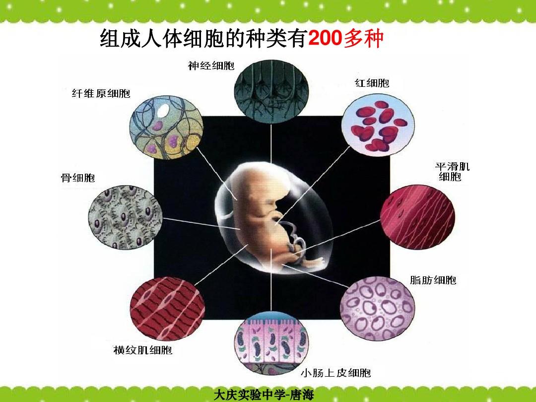 手机游戏细胞分解游戏-细胞分解游戏：探索微观世界的神奇之旅