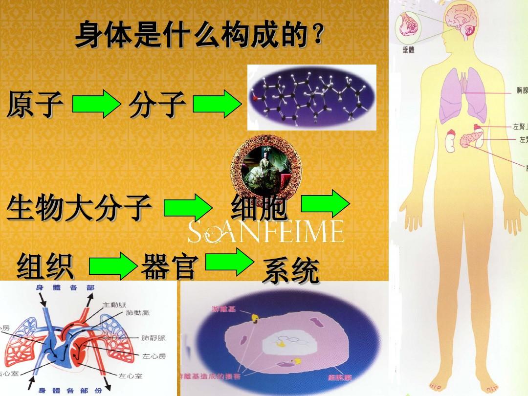 分解细胞是什么_手机游戏细胞分解游戏_游戏分解细胞手机怎么玩