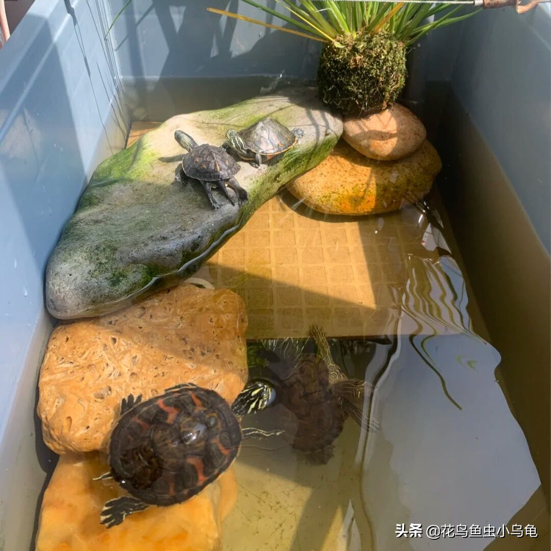 乌龟养成游戏_手机游戏 养乌龟_养龟的游戏