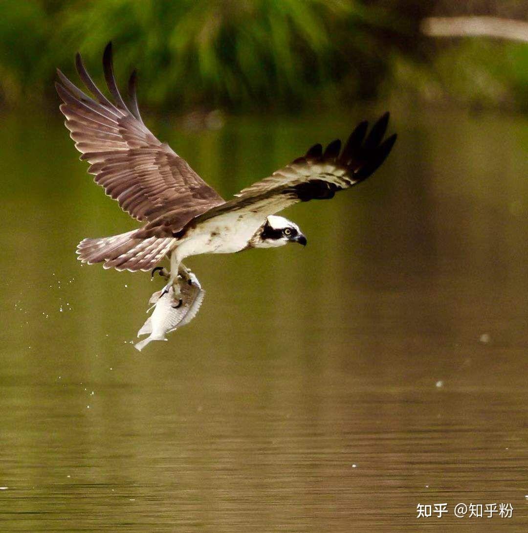 坂上鹰文_坂上鹰文_坂上鹰文