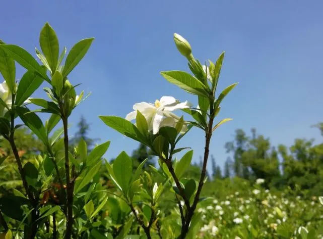 东方栀子_东方栀子为什么会被抛弃_东方栀子奶茶