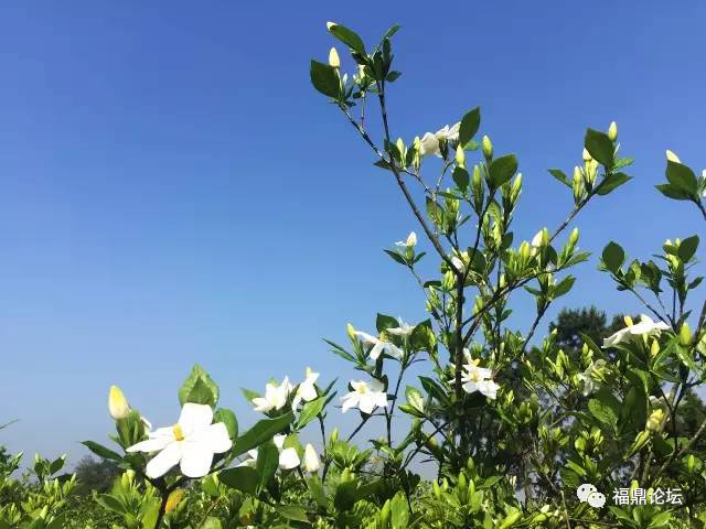 东方栀子为什么会被抛弃_东方栀子奶茶_东方栀子