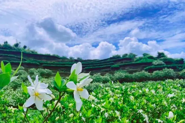 东方栀子_东方栀子为什么会被抛弃_东方栀子奶茶