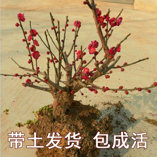 梅花修剪造型图_手机游戏修剪梅花_梅花修剪技术图解