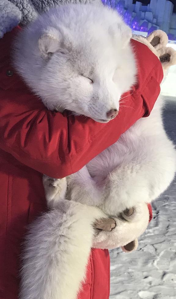 狐狸钱包转ronin钱包_怎么把狐狸钱包钱转出_小狐狸钱包转出手续费