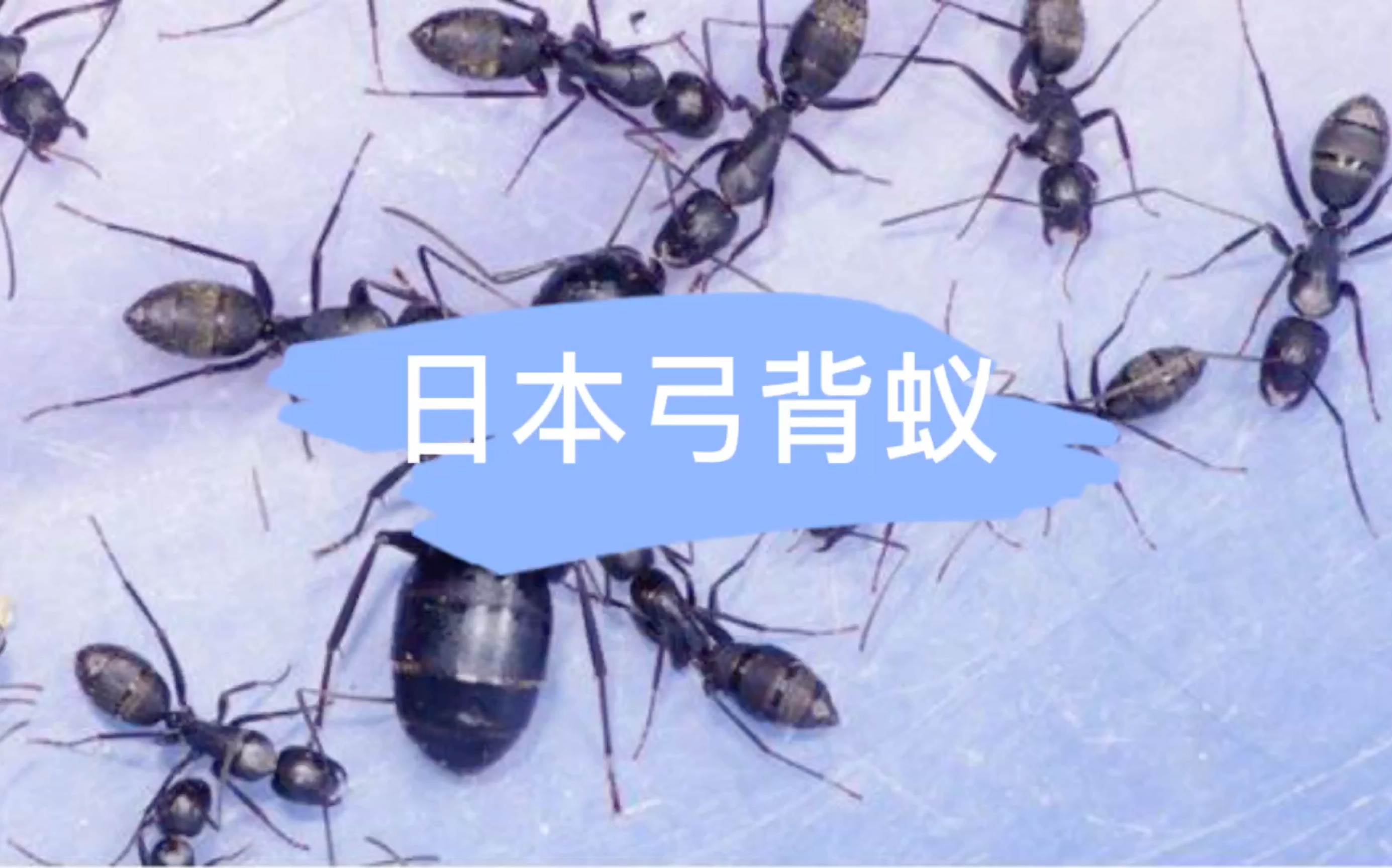 手机上如何养蚂蚁游戏-探索手机养蚂蚁游戏：培育微观生态，体验