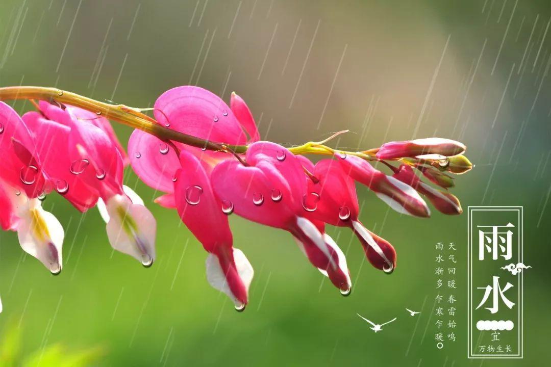 雨水节气文案公众号学校_雨水节气文案幼儿园_雨水节气文案