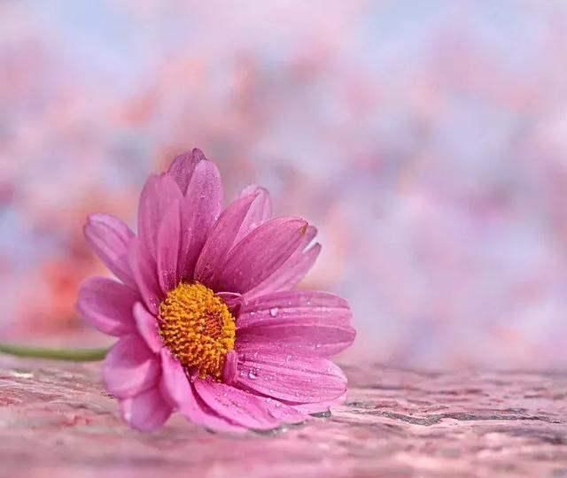 芙兰卡：神秘女性的力量与智慧，守护万物生灵的希望与祝福