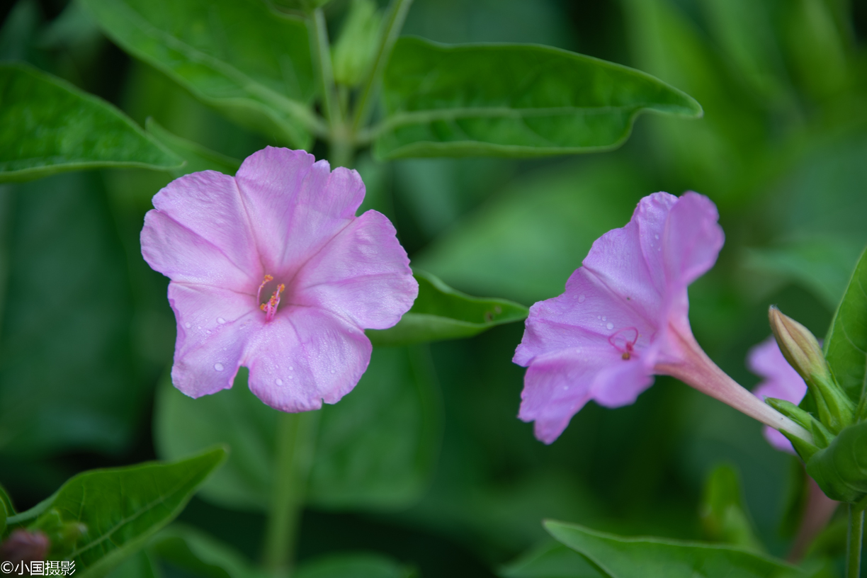 麻仓花_麻仓花_麻仓花