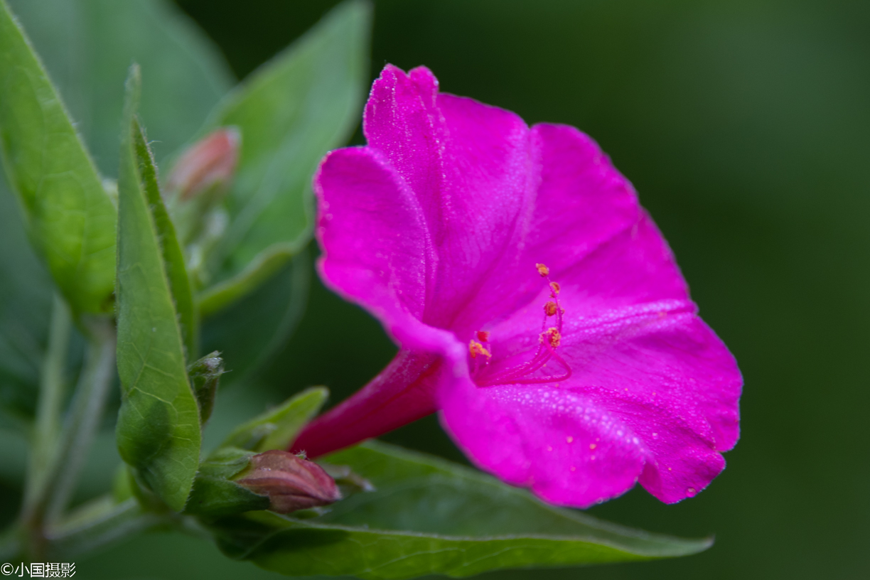 麻仓花_麻仓花_麻仓花