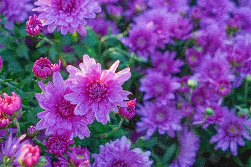 百花缭乱张家乐_百花缭乱_百花缭乱哪一集有牛
