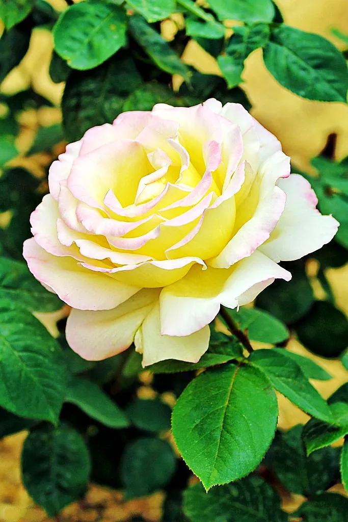 手机游戏 花之_花牌手机游戏_苹果炸金花手机游戏