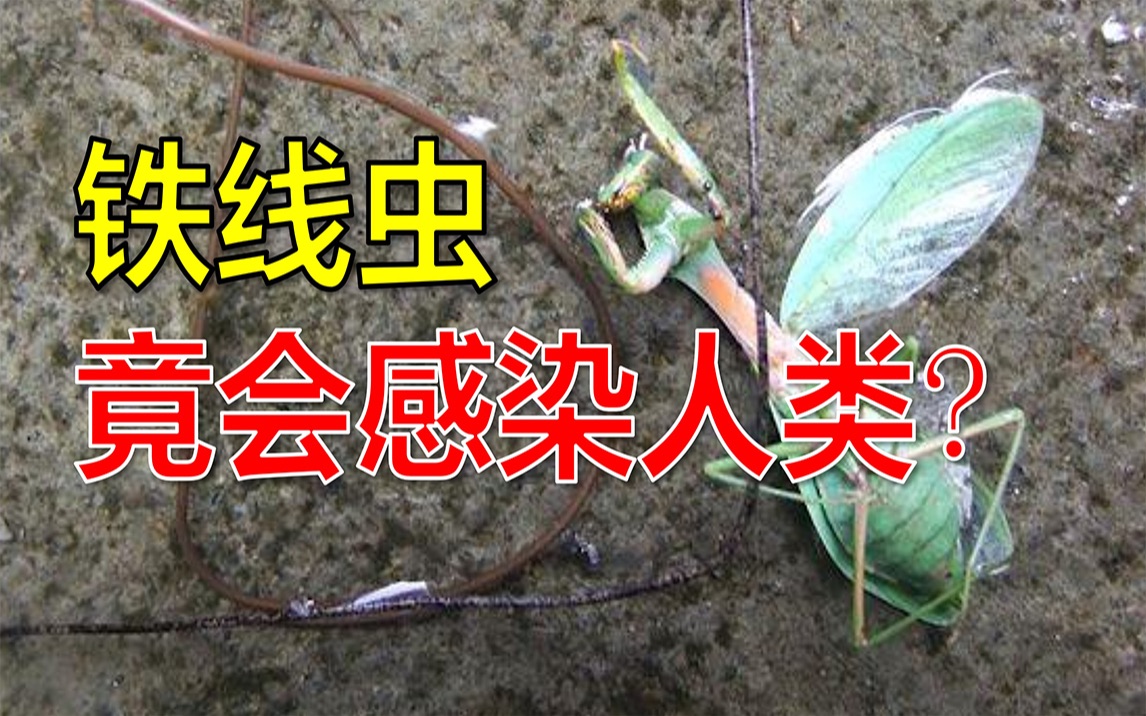 入侵van_铁线虫入侵高清完整免费观看_电视剧入侵