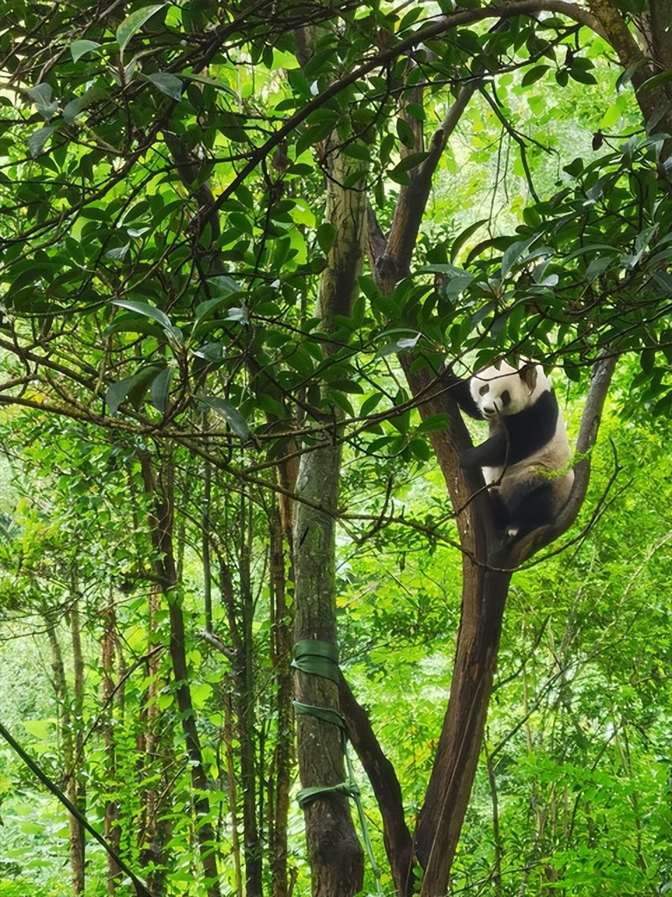 手机熊猫爬树游戏_熊猫爬树手机游戏怎么玩_熊猫爬树躲虫子的游戏