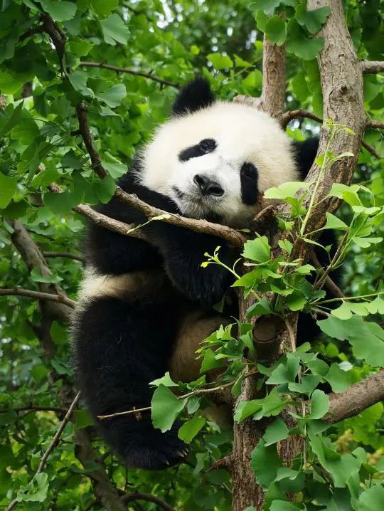 手机熊猫爬树游戏_熊猫爬树躲虫子的游戏_熊猫爬树手机游戏怎么玩