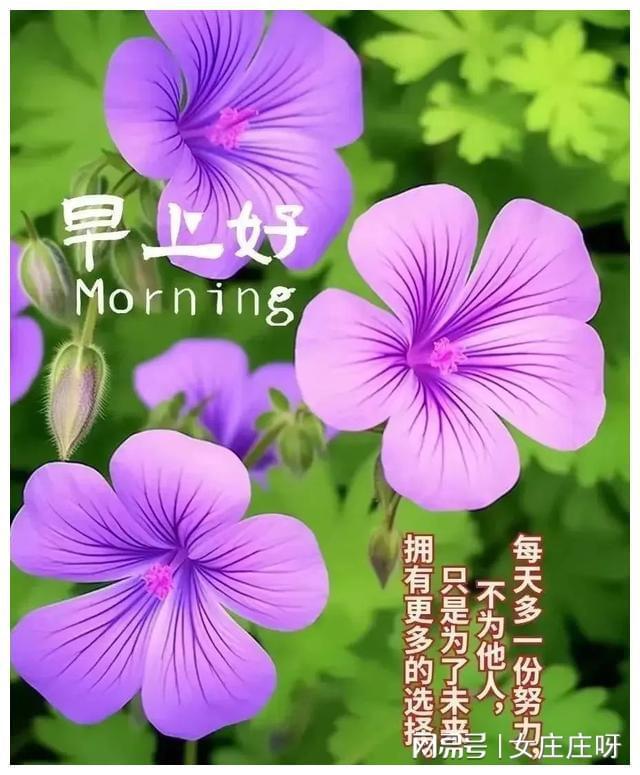 沙皮狗手机壁纸_手机游戏沙皮狗_沙皮狗视频解说