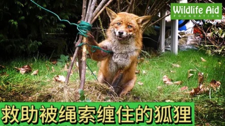 小狐狸钱包转账慢怎么办_小狐狸钱包转账成功钱没收到_狐狸钱包批量转账