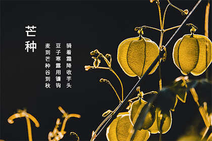 芒种节气的含义_节气中的芒种_节气芒种的特点是什么