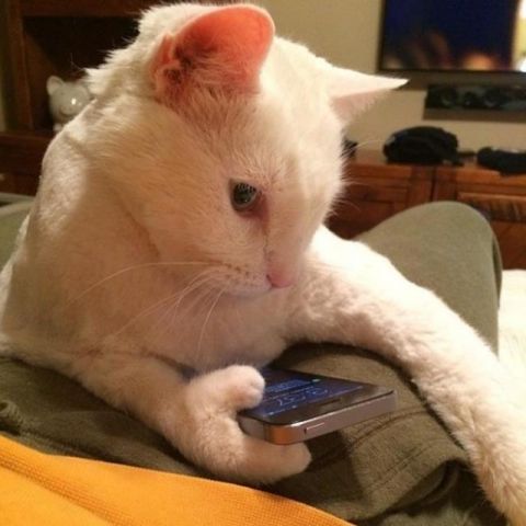 猫神在故宫_猫神八百万_猫神cat