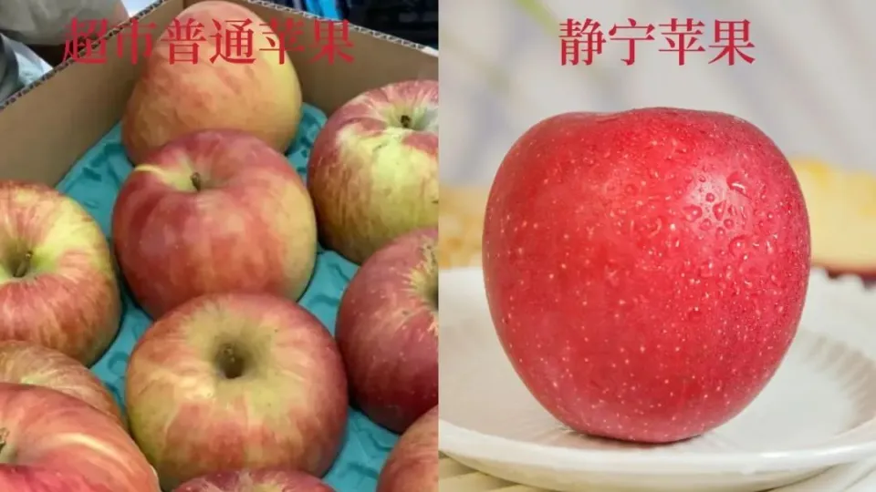 伊甸园苹果寓意_你和我与伊甸园的苹果_伊甸园的苹果树