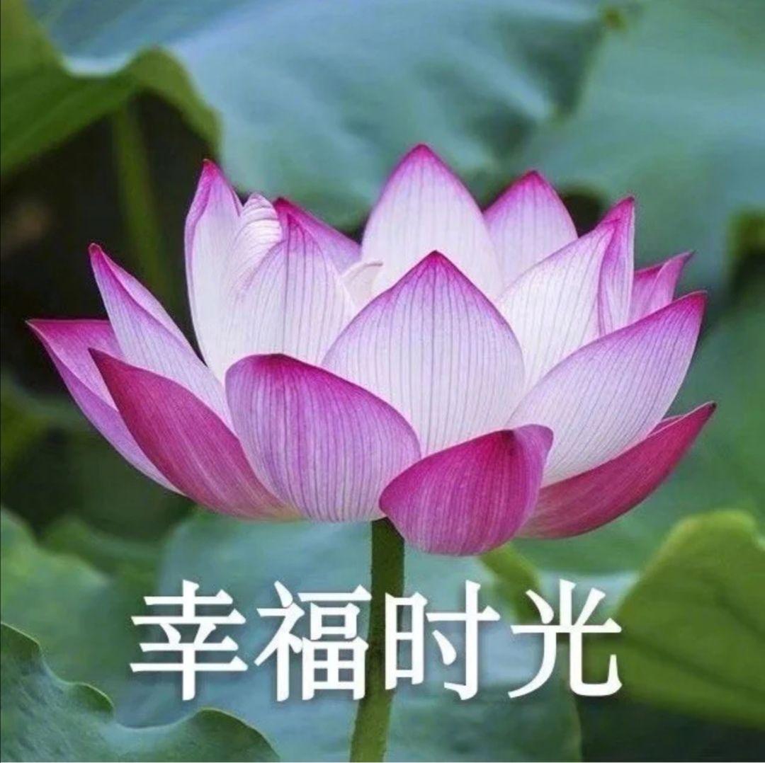 狐狸钱包_小狐狸钱包好用吗怎么样知乎_狐狸钱包有中文版吗