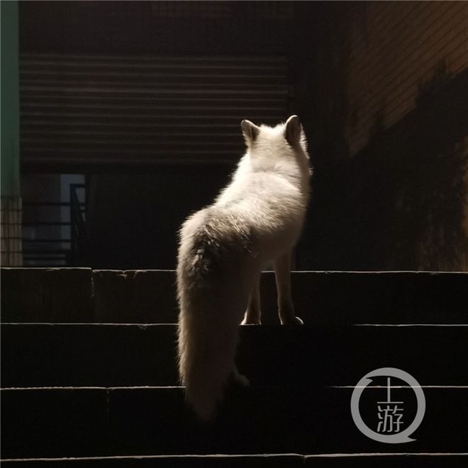 狐狸钱包批量转账_小狐狸钱包转账卡住了怎么回事_狐狸钱包转ronin