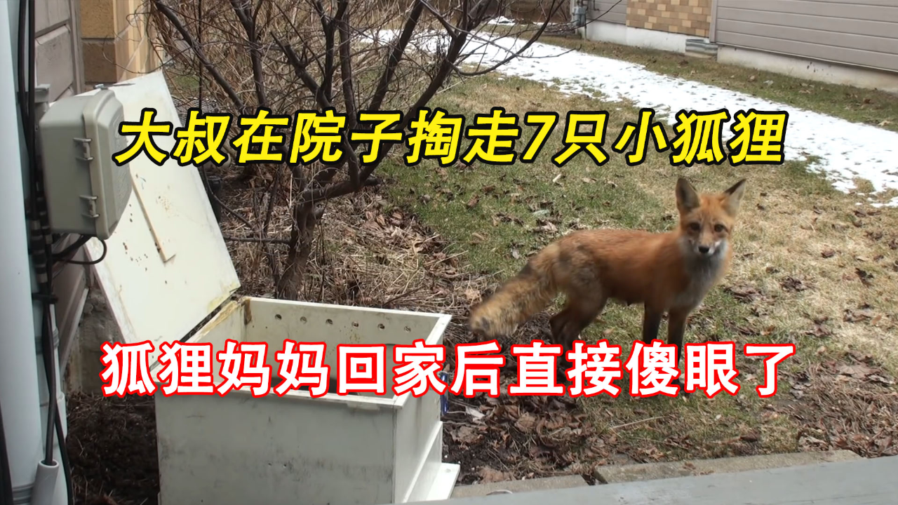 小狐狸钱包手机使用教程下载不了_狐狸钱包手机版_狐狸钱包代币