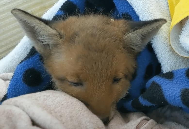 狐狸钱包转错钱包_狐狸钱包充值_小狐狸钱包交易失败怎么回事