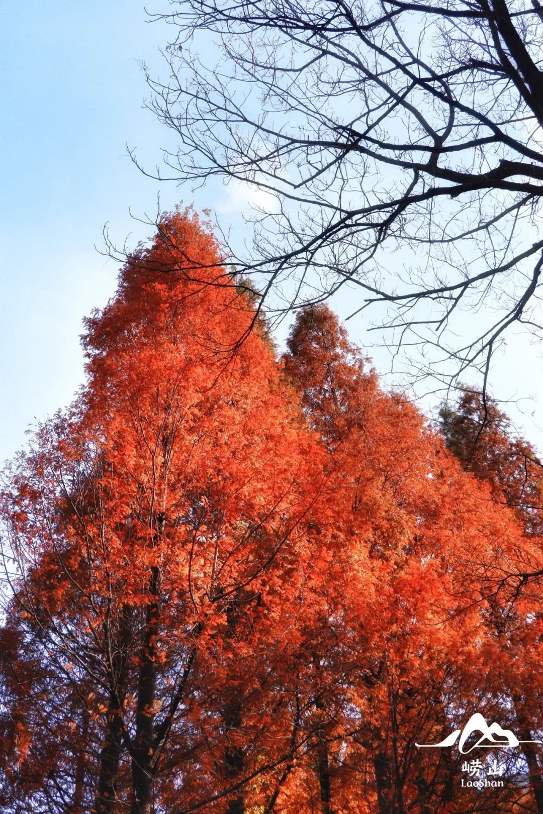 白术_白芍的功效作用与主治_真白