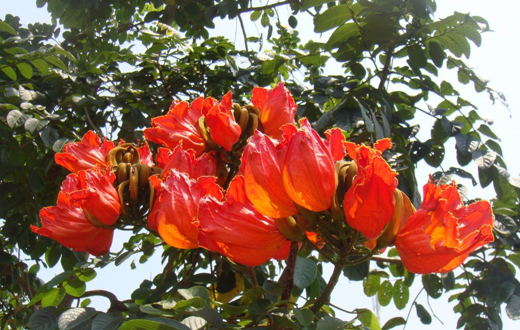 夏天开始月份_夏季时间从几月份开始_夏季是几月到几月开始