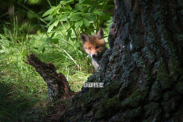 中文手机版小狐狸钱包安装_狐狸钱包手机版_小狐狸钱包无法下载软件