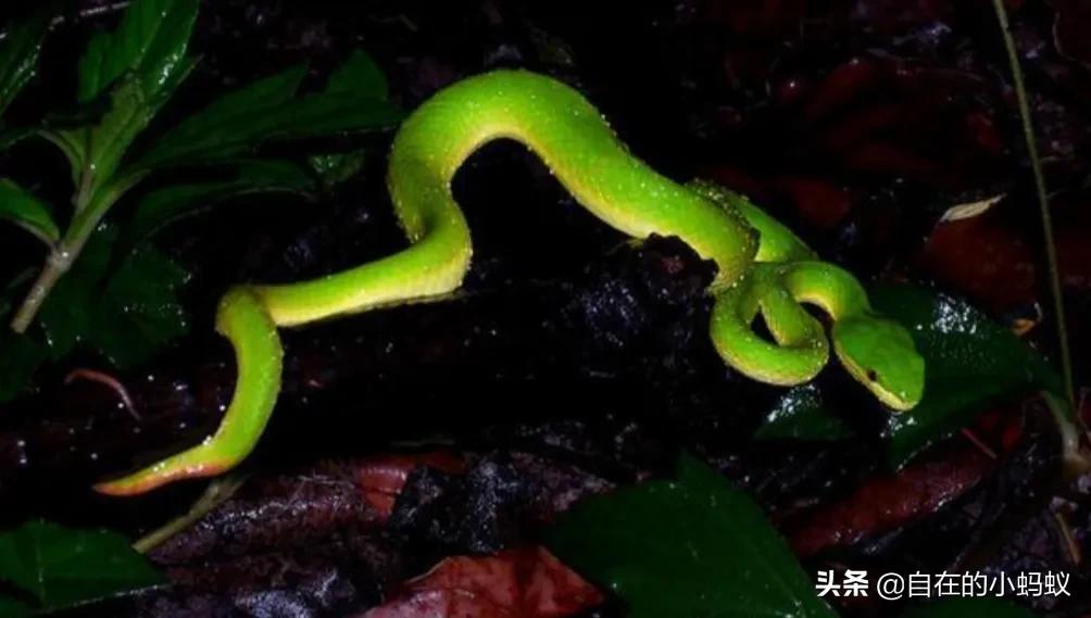 天邪鬼青_天邪鬼青哪里多阴阳_天邪鬼青哪里多游戏吧